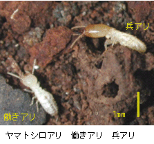 画像:働きアリと兵アリ