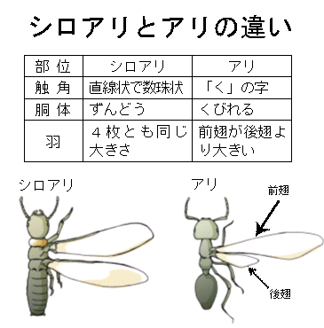 図:シロアリとアリの違い