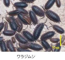画像:ワラジムシ
