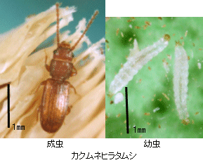 画像:カクムネヒラタムシの成虫と幼虫