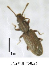 画像:ノコギリヒラタムシの成虫