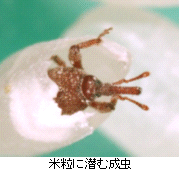 画像:米粒に潜むコクゾウ