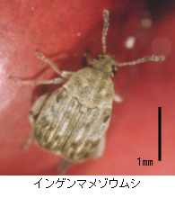 画像:インゲンマメゾウムシ