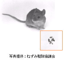 画像:ハツカネズミ