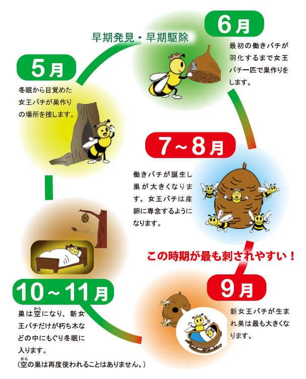スズメバチの一生図