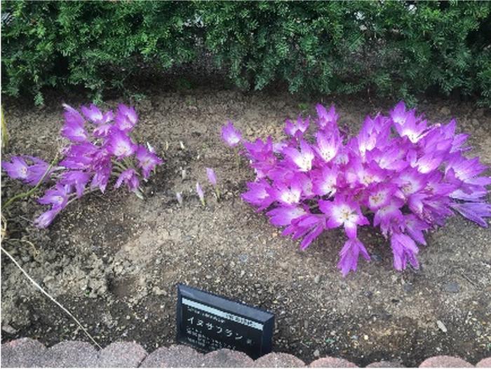 イヌサフランの花(秋)