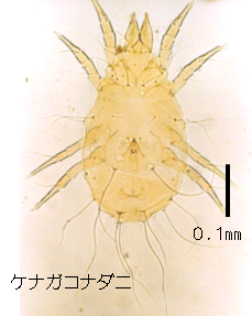 画像：ケナガコナダニ