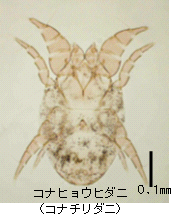 画像:コナヒョウダニ