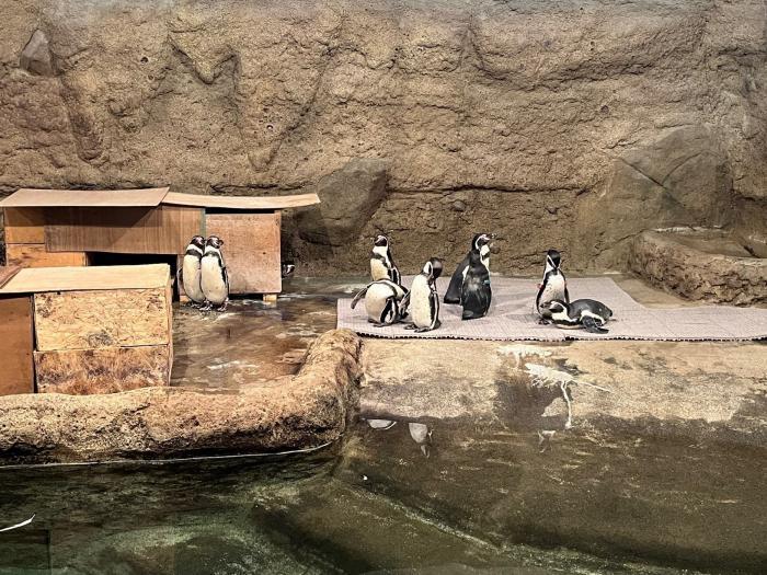 20250108penguin01.jpg