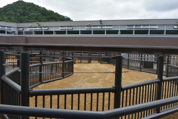 シマウマ屋外
